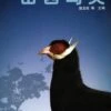 Birds In Shanxi Province [Chinese]
