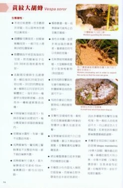 Potentially Dangerous Bees And Wasps Of Hong Kong -Rode Sales Store 184731 3