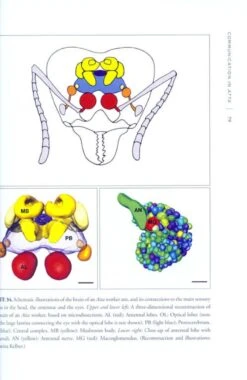 The Leafcutter Ants -Rode Sales Store 186501 3