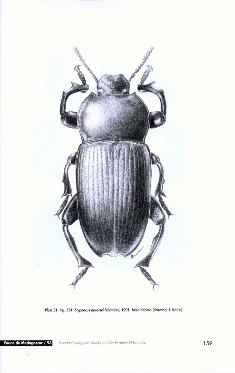 Faune De Madagascar, Fasc. 93 - Insecta Coleoptera Tenebrionidae 4 Faune De Madagascar, Fasc. 93 - Insecta Coleoptera Tenebrionidae - Image 4