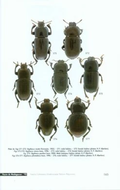 Faune De Madagascar, Fasc. 93 - Insecta Coleoptera Tenebrionidae 9 Faune De Madagascar, Fasc. 93 - Insecta Coleoptera Tenebrionidae -Rode Sales Store 186753 4