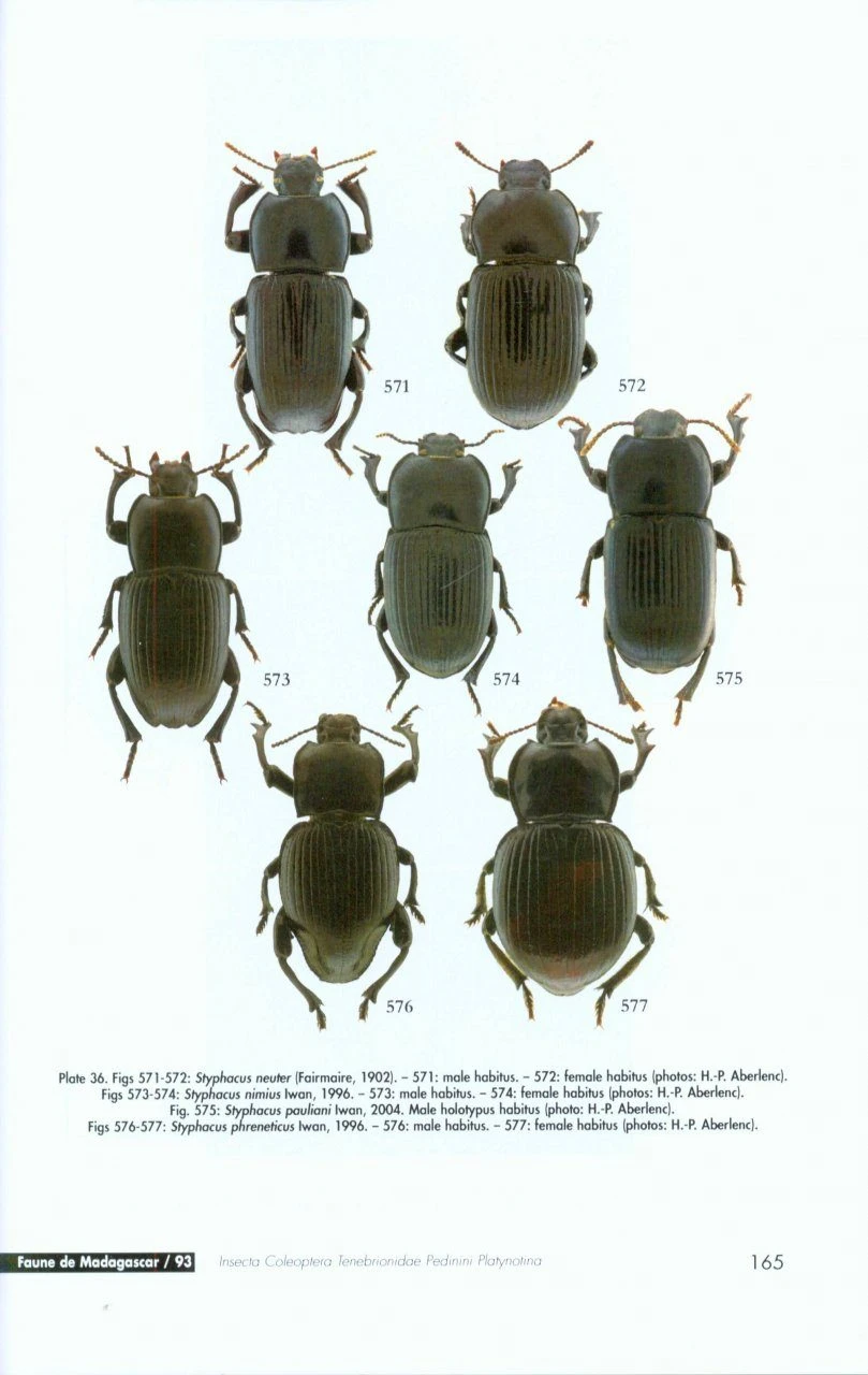 Faune De Madagascar, Fasc. 93 - Insecta Coleoptera Tenebrionidae 5 Faune De Madagascar, Fasc. 93 - Insecta Coleoptera Tenebrionidae - Image 5