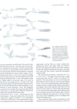 Mammal Teeth -Rode Sales Store 187109 2