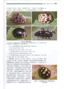 Chinese Lady Beetles [Chinese] -Rode Sales Store 187900 2