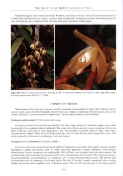 The Orchids Of Mount Kinabalu (2-Volume Set) 13 The Orchids Of Mount Kinabalu (2-Volume Set) -Rode Sales Store 189548 4
