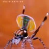 Biology Of Spiders