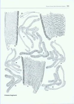 Boissiera, Volume 63: The Genus Grimmia Hedw. (Grimmiaceae, Bryophyta) -Rode Sales Store 190168 3