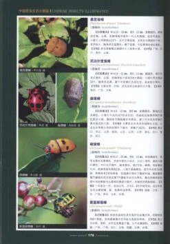 Chinese Insects Illustrated [Chinese] -Rode Sales Store 190939 2