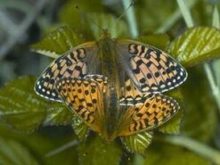 The Royal Entomological Society Book Of British Insects -Rode Sales Store 191947 5