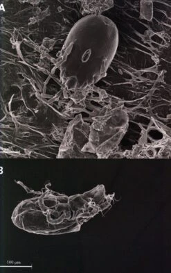 Monograph Of The Genus Genlisea -Rode Sales Store 192722 2