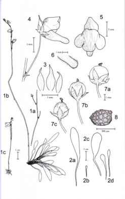 Monograph Of The Genus Genlisea -Rode Sales Store 192722 6