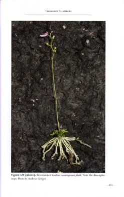 Monograph Of The Genus Genlisea -Rode Sales Store 192722 7