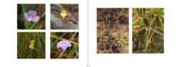 Australian Carnivorous Plants -Rode Sales Store 196364 10