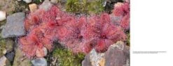 Australian Carnivorous Plants -Rode Sales Store 196364 4