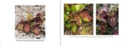 Australian Carnivorous Plants -Rode Sales Store 196364 8