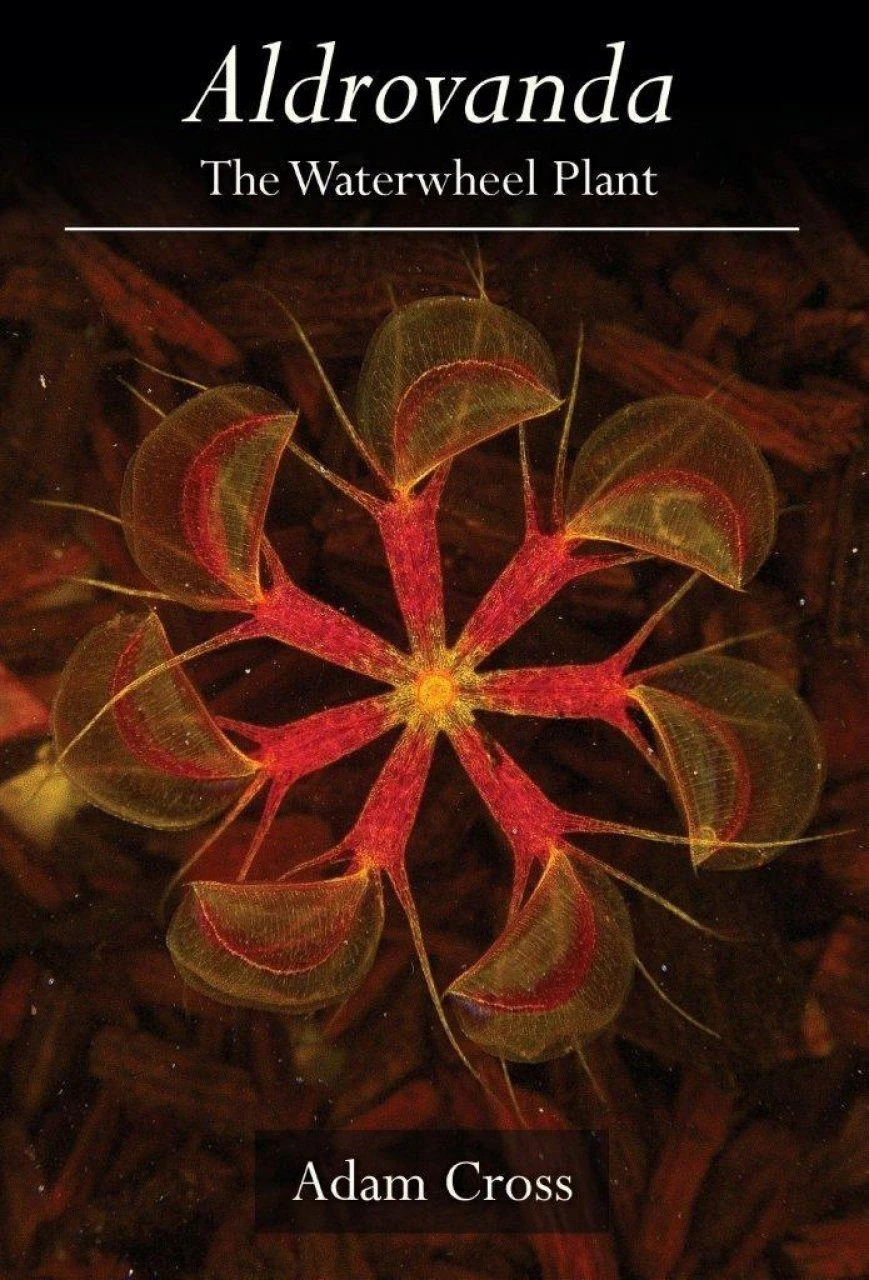 Aldrovanda 1 Aldrovanda
