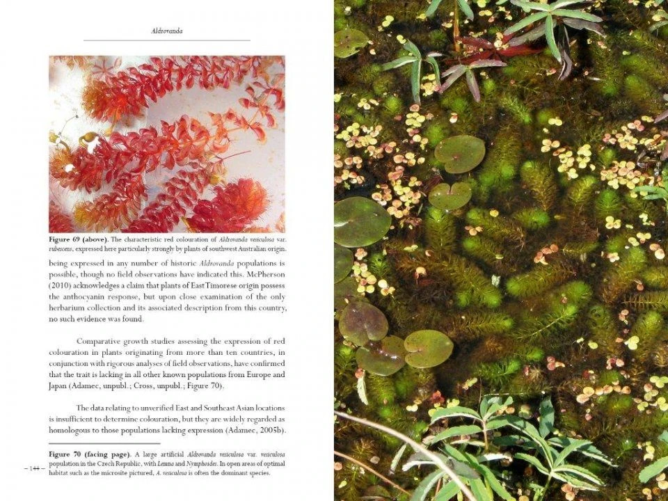 Aldrovanda 2 Aldrovanda - Image 2