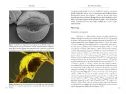 Aldrovanda 8 Aldrovanda -Rode Sales Store 196365 2