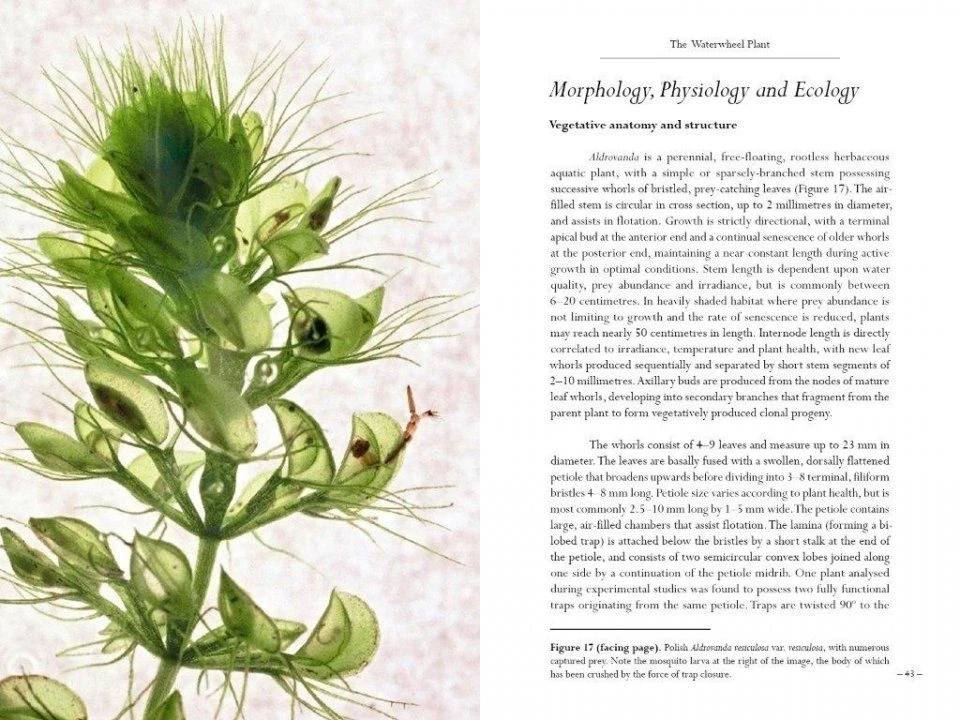 Aldrovanda 4 Aldrovanda - Image 4