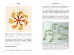 Aldrovanda 10 Aldrovanda -Rode Sales Store 196365 4