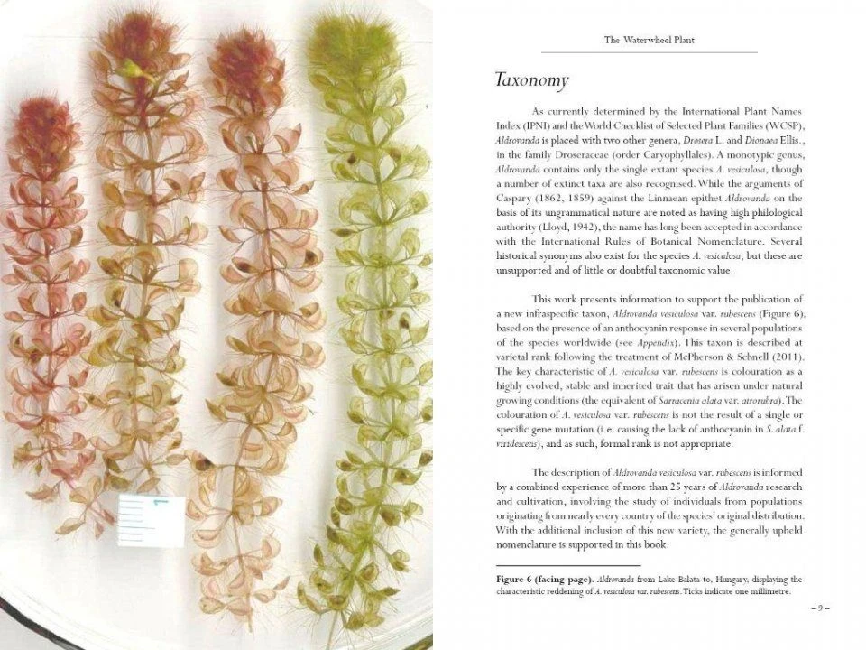 Aldrovanda 6 Aldrovanda - Image 6