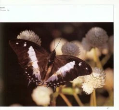 Butterflies Of Yunnan, China -Rode Sales Store 200445 2