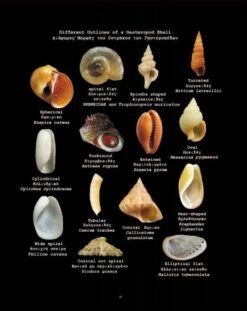 The Sea Shells Of Greece -Rode Sales Store 200464 2