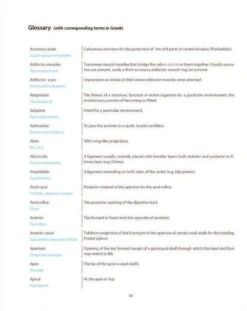 The Sea Shells Of Greece -Rode Sales Store 200464 4