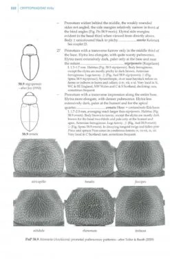 Beetles Of Britain And Ireland, Volume 3 -Rode Sales Store 200647 2