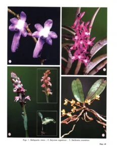 Wild Orchids In Karnataka -Rode Sales Store 202605 5