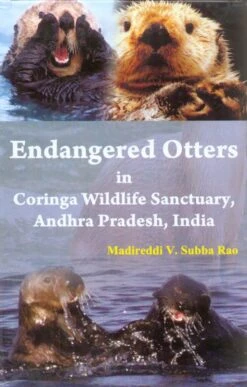 Endangered Otters In Coringa Wildlife Sanctuary, Andhra Pradesh, India