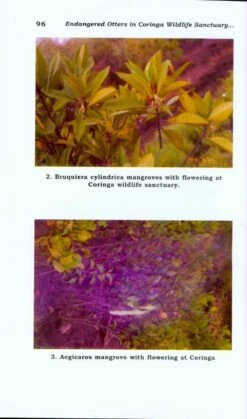 Endangered Otters In Coringa Wildlife Sanctuary, Andhra Pradesh, India -Rode Sales Store 203703 3