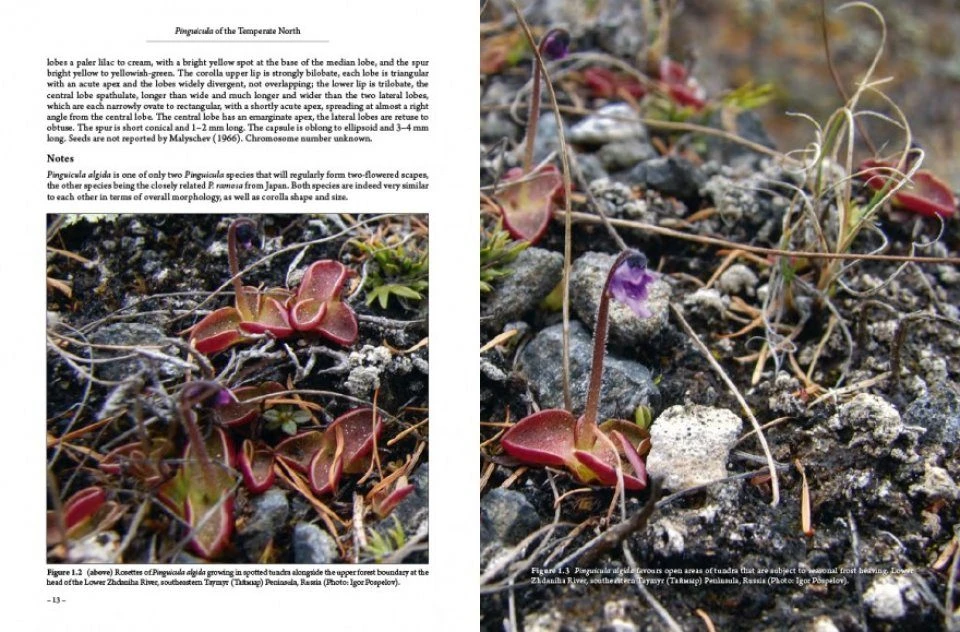 Pinguicula Of The Temperate North 2 Pinguicula Of The Temperate North - Image 2