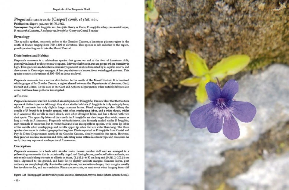 Pinguicula Of The Temperate North 3 Pinguicula Of The Temperate North - Image 3