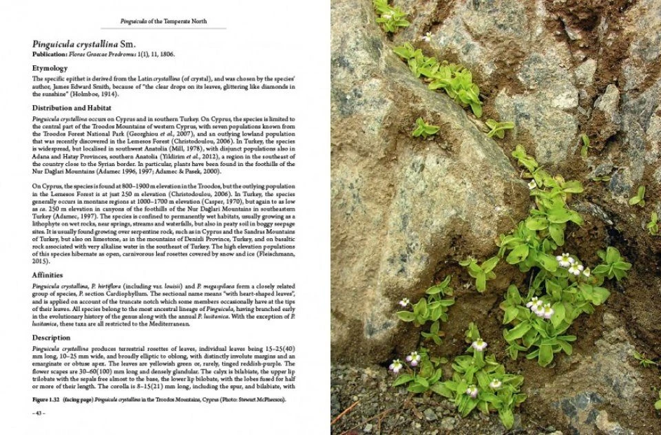 Pinguicula Of The Temperate North 5 Pinguicula Of The Temperate North - Image 5