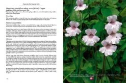 Pinguicula Of The Temperate North 18 Pinguicula Of The Temperate North -Rode Sales Store 204408 05