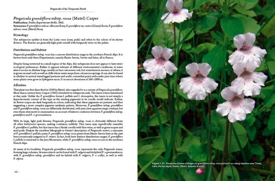 Pinguicula Of The Temperate North 6 Pinguicula Of The Temperate North - Image 6