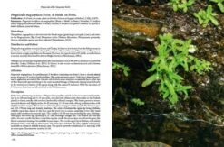 Pinguicula Of The Temperate North 20 Pinguicula Of The Temperate North -Rode Sales Store 204408 07