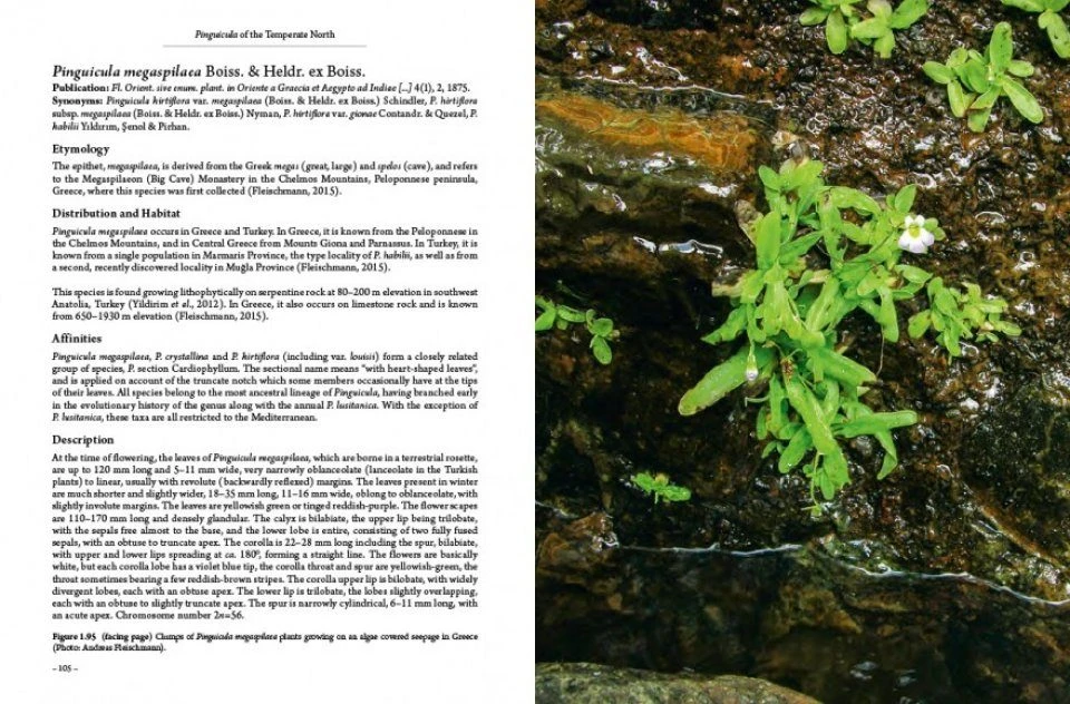 Pinguicula Of The Temperate North 8 Pinguicula Of The Temperate North - Image 8