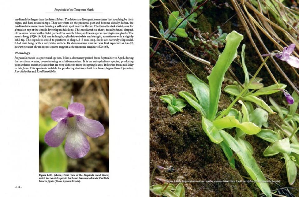 Pinguicula Of The Temperate North 9 Pinguicula Of The Temperate North - Image 9