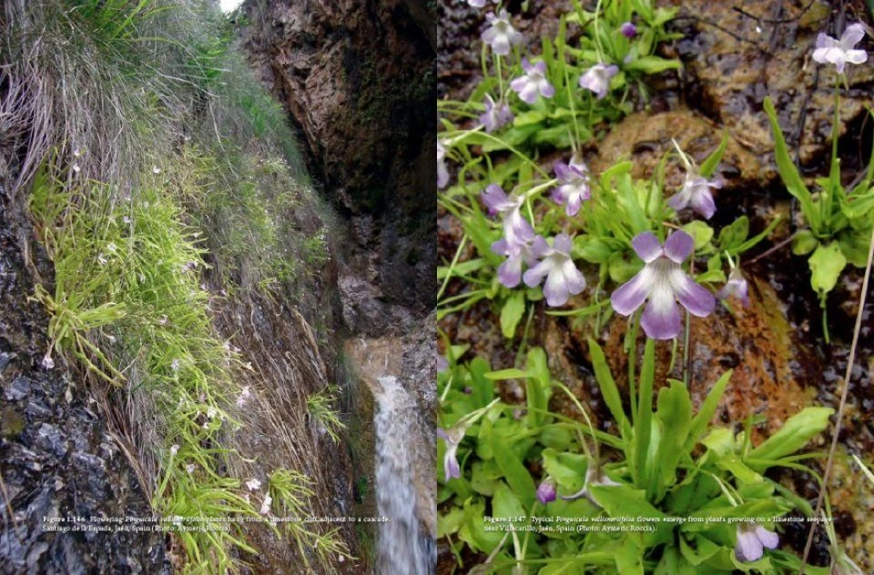 Pinguicula Of The Temperate North 13 Pinguicula Of The Temperate North - Image 13