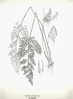 Icones Filicum Sinicarum [English / Chinese] -Rode Sales Store 204624 2