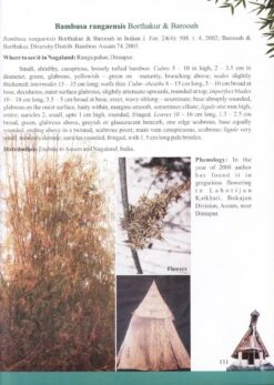 Bamboos Of Nagaland -Rode Sales Store 205211 2