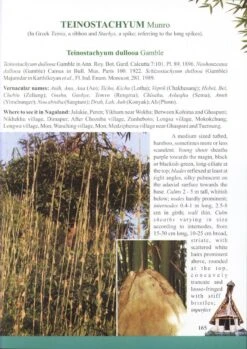 Bamboos Of Nagaland -Rode Sales Store 205211 4