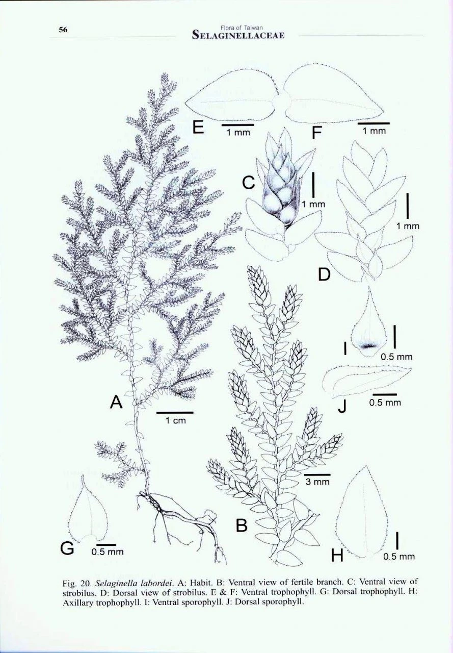 Flora Of Taiwan: Selaginellaceae 3 Flora Of Taiwan: Selaginellaceae - Image 3