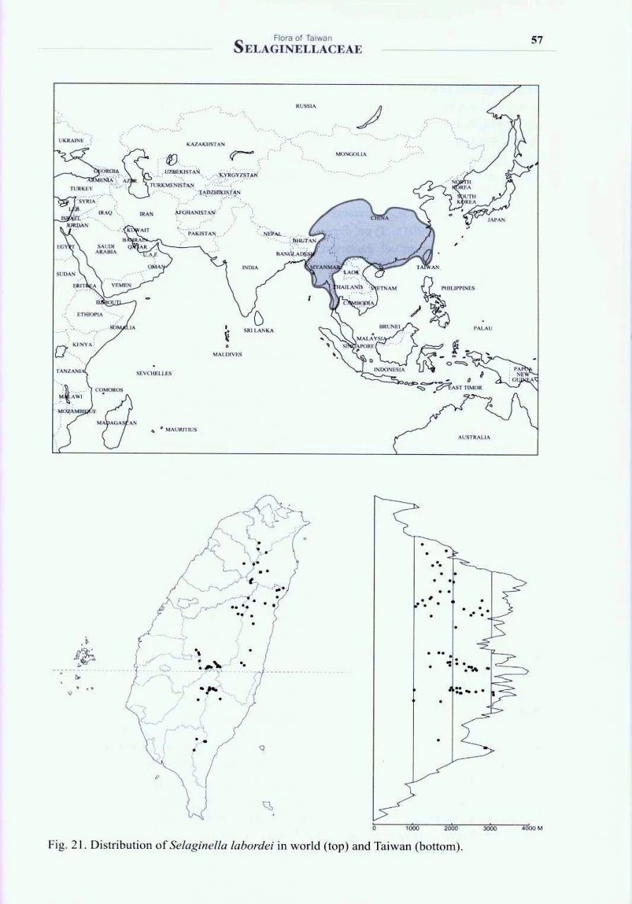 Flora Of Taiwan: Selaginellaceae 4 Flora Of Taiwan: Selaginellaceae - Image 4