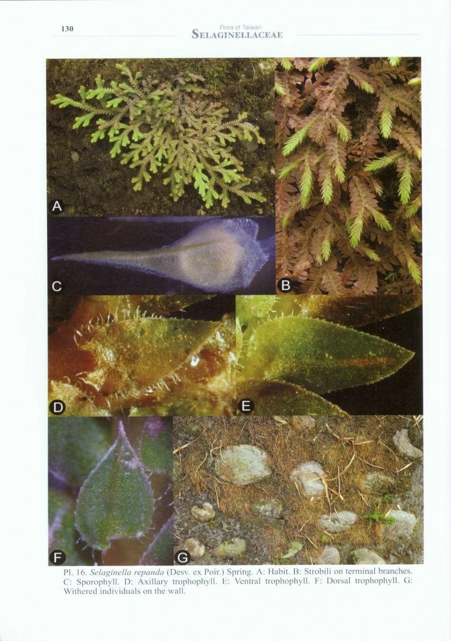 Flora Of Taiwan: Selaginellaceae 5 Flora Of Taiwan: Selaginellaceae - Image 5