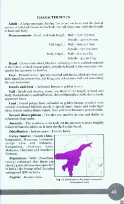 Non-Human Primates Of India 7 Non-Human Primates Of India -Rode Sales Store 207415 2