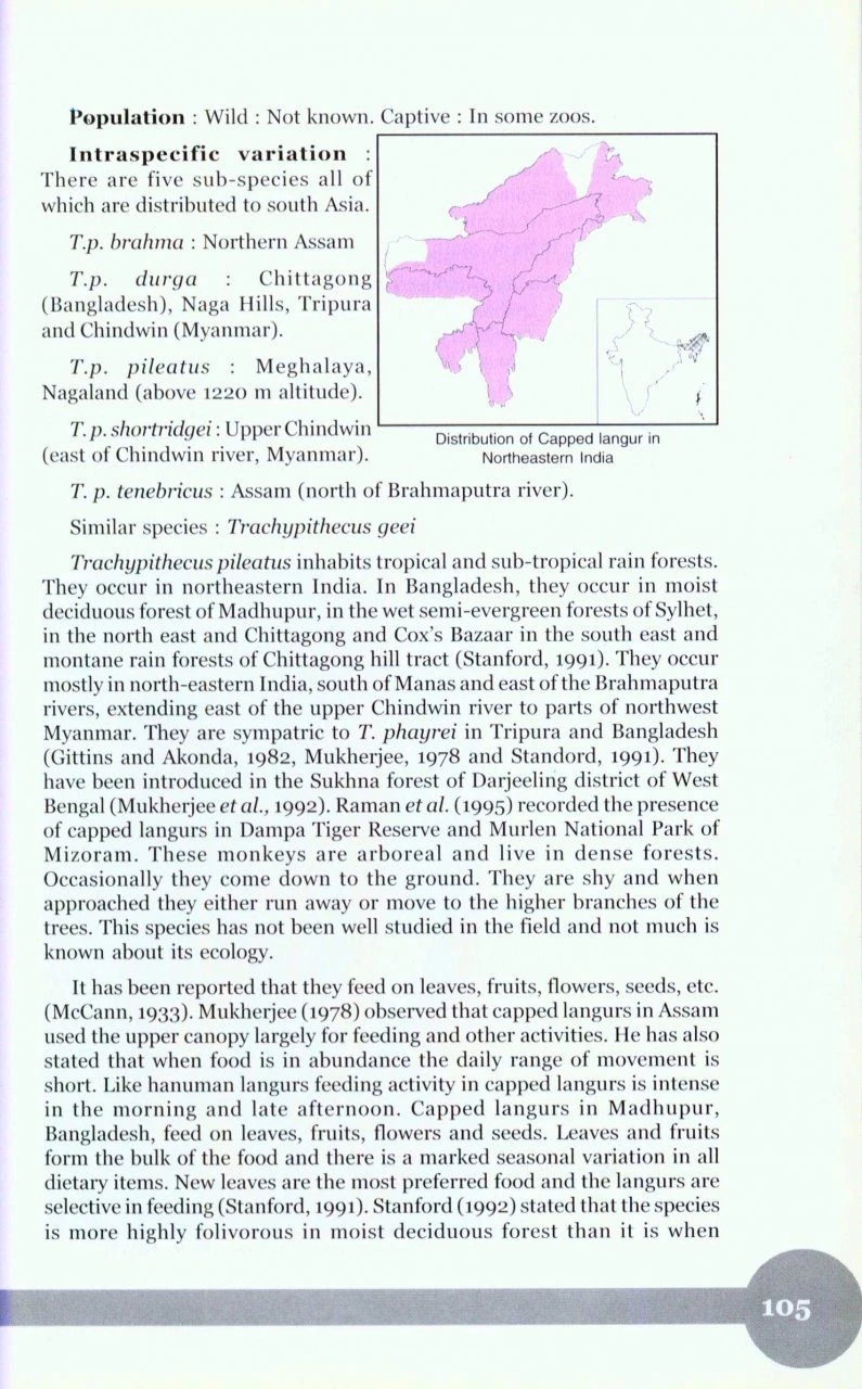 Non-Human Primates Of India 5 Non-Human Primates Of India - Image 5