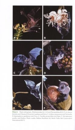 The Ornaments Of Life 10 The Ornaments Of Life -Rode Sales Store 207443 2